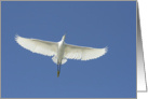 Snowy Egret Card