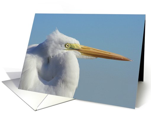 Egret card (670927)