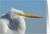 Egret Card