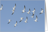 Shorebirds In Flight Card