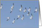 Shorebirds In Flight Card