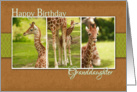 Birthday Card for Granddaughter- Baby Giraffe Photos card