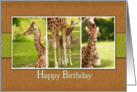 Baby Giraffe Photos-Birthday Card