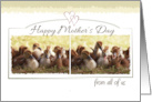 Happy Mothers Day from all of us, Cute Baby Ducks Photo card