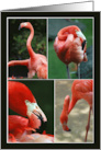 Collage of Flamingos Photos Blank Card