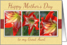 Happy Mothers Day to my Great Aunt with Amaryllis Flowers Photos card