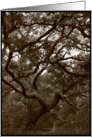 Wild Running Tree in Sepia Tones- Blank Note Card