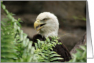 Bald Eagle Photo- General Blank Card