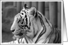 Black and White Image-White Tiger card