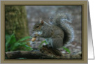 Squirrel Eating a Peanut Portrait Card