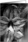 We are so sorry for your loss black and white Amaryllis Flower Photo card