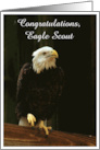 Bald Eagle Photo. Congratulations Eagle Scout card