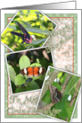 Happy Birthday to My Granddaughter with Butterfly snapshots card
