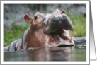 Portrait of a Hippo Photograph card