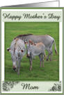 Happy Mothers Day with Zebra Family photo card