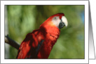 Red Parrot Blank Card