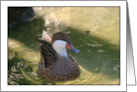 Duck Blank Card
