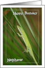 Happy Birthday Nephew with Green Lizard on Palm Photo card