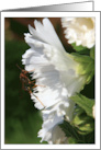 Wasp and Flower Photo card