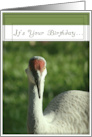 Humors Go Wild For Birthday Card with Sandhill Crane card