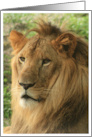 Lion Portrait Photo Card