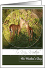 To My Mother on Mother’s Day with Mother and Baby Deer Photo card