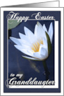 Happy Easter to My Granddaughter with a Water Lily Photo card