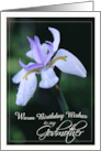 Warm Birthday Wishes for Godmother with Lavender Iris Flower card