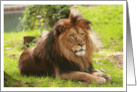 Male Lion Card