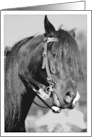 Horse photo in Black and White blank card