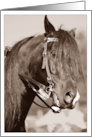 Horse in Sepia Loss of Horse Sympathy card