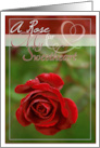 A Rose for My Sweetheart Red Rose photo card