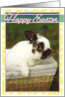 Happy Easter with a photo of a Bunny in a basket card