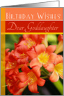 Birthday Wishes Dear Goddaughter- Orange Flowers card
