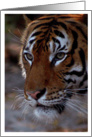 Tiger Close Up Photo card