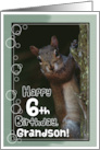 Grandson 6th Birthday with Squirrel card