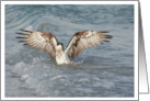 Osprey in Ocean Waves Photo Blank Card
