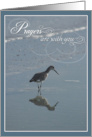 Prayers are with you Bird and Shadow Condolence card