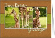 Birthday Card for Granddaughter- Baby Giraffe Photos card