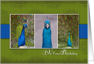 Peacock General Birthday Card