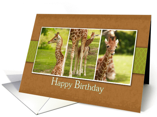 Baby Giraffe Photos-Birthday card (1000383)