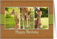 Baby Giraffe Photos-Birthday Card