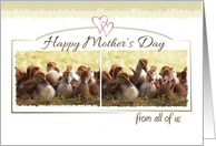 Happy Mothers Day from all of us with Bundle of Cute Baby Ducks Photo card