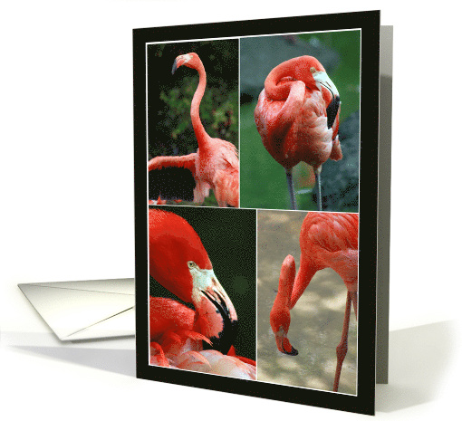 Collage of Flamingos Photos Blank card (1116978)