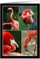 Collage of Flamingos Photos Blank Card