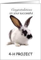 Congratulations - Successful 4-H project- Rabbit card