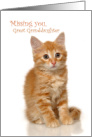Missing you Great Granddaughter with Cute Kitten card