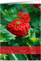 Red Zinnia Flowers...