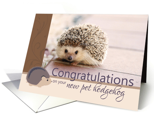 Congratulations on your new pet hedgehog card (1635684)