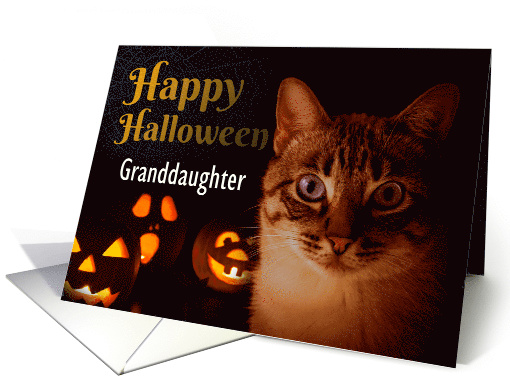 Happy Halloween Custom Name Cat and Pumpkins card (1635740)